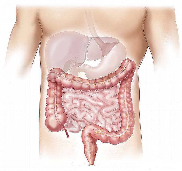 anatomie břicha